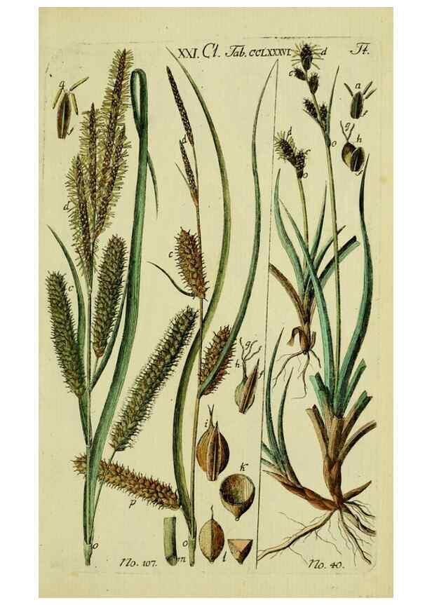 Reproducción/Reproduction 8287428405: Beschreibung und Abbildung der theils bekannten, theils noch nicht beschriebenen Arten von Riedgräsern,. Wittenberg,1801-1806.
