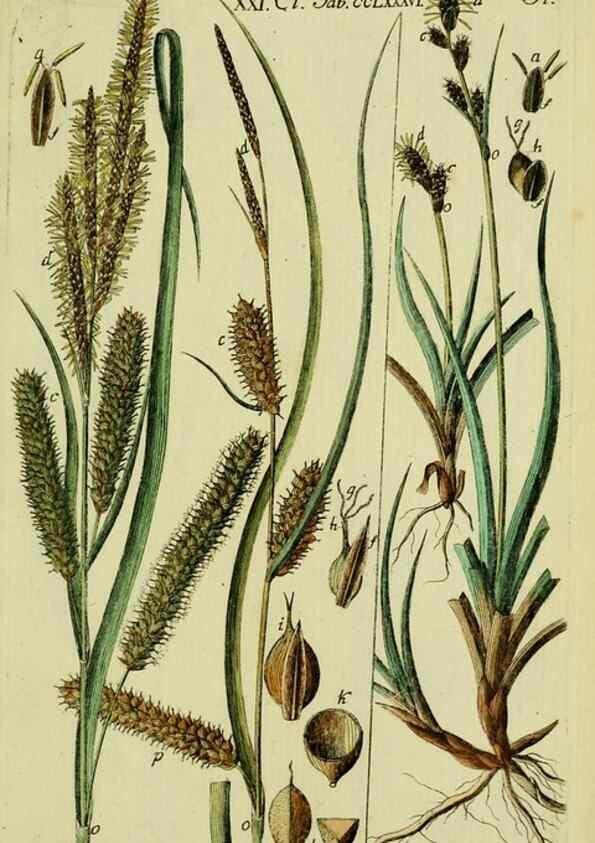 Reproducción/Reproduction 8287428405: Beschreibung und Abbildung der theils bekannten, theils noch nicht beschriebenen Arten von Riedgräsern,. Wittenberg,1801-1806.