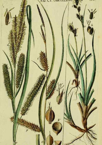 Reproducción/Reproduction 8287428405: Beschreibung und Abbildung der theils bekannten, theils noch nicht beschriebenen Arten von Riedgräsern,. Wittenberg,1801-1806.