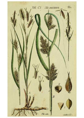 Reproducción/Reproduction 8287429611: Beschreibung und Abbildung der theils bekannten, theils noch nicht beschriebenen Arten von Riedgräsern,. Wittenberg,1801-1806.