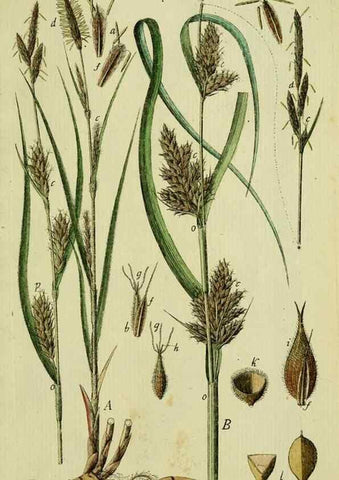 Reproducción/Reproduction 8287429611: Beschreibung und Abbildung der theils bekannten, theils noch nicht beschriebenen Arten von Riedgräsern,. Wittenberg,1801-1806.