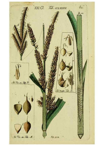 Reproducción/Reproduction 8287430203: Beschreibung und Abbildung der theils bekannten, theils noch nicht beschriebenen Arten von Riedgräsern,. Wittenberg,1801-1806.