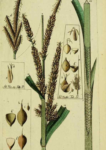 Reproducción/Reproduction 8287430203: Beschreibung und Abbildung der theils bekannten, theils noch nicht beschriebenen Arten von Riedgräsern,. Wittenberg,1801-1806.