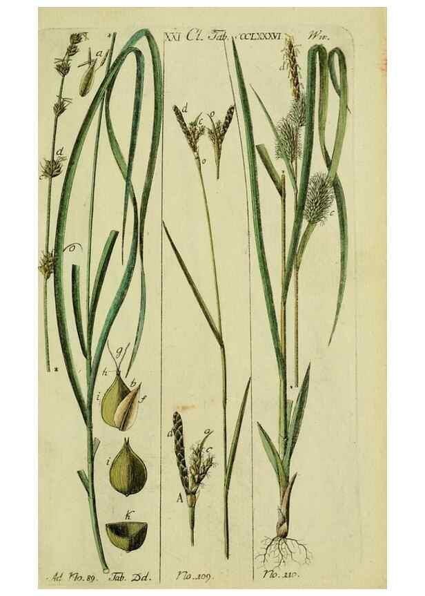 Reproducción/Reproduction 8287430805: Beschreibung und Abbildung der theils bekannten, theils noch nicht beschriebenen Arten von Riedgräsern,. Wittenberg,1801-1806.