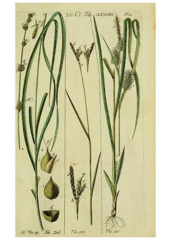 Reproducción/Reproduction 8287430805: Beschreibung und Abbildung der theils bekannten, theils noch nicht beschriebenen Arten von Riedgräsern,. Wittenberg,1801-1806.