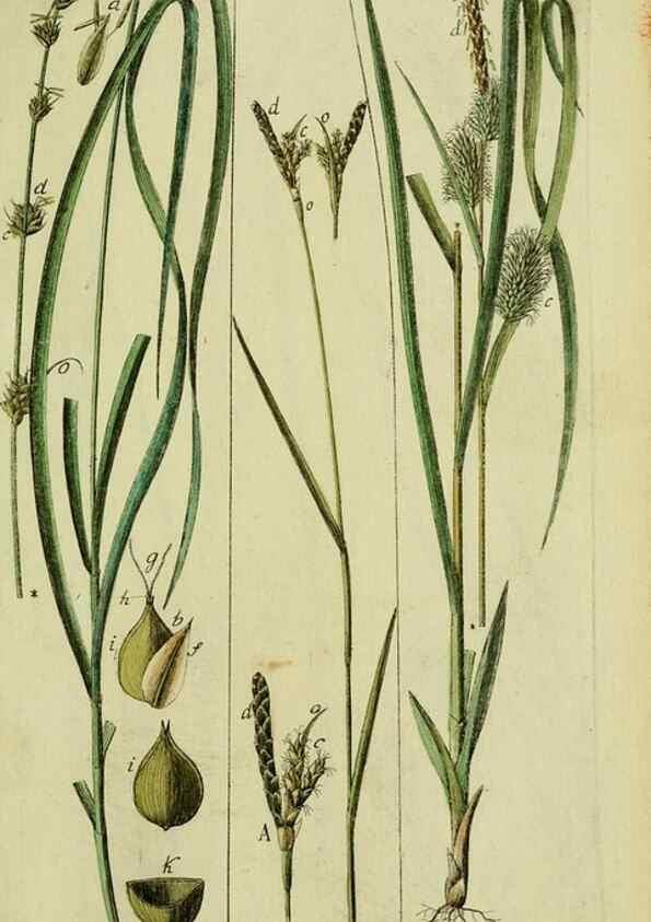 Reproducción/Reproduction 8287430805: Beschreibung und Abbildung der theils bekannten, theils noch nicht beschriebenen Arten von Riedgräsern,. Wittenberg,1801-1806.