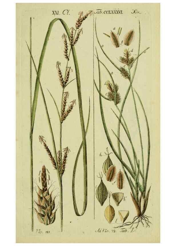 Reproducción/Reproduction 8287431665: Beschreibung und Abbildung der theils bekannten, theils noch nicht beschriebenen Arten von Riedgräsern,. Wittenberg,1801-1806.