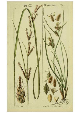 Reproducción/Reproduction 8287431665: Beschreibung und Abbildung der theils bekannten, theils noch nicht beschriebenen Arten von Riedgräsern,. Wittenberg,1801-1806.