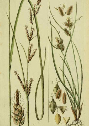 Reproducción/Reproduction 8287431665: Beschreibung und Abbildung der theils bekannten, theils noch nicht beschriebenen Arten von Riedgräsern,. Wittenberg,1801-1806.