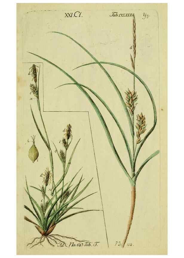 Reproducción/Reproduction 8288491740: Beschreibung und Abbildung der theils bekannten, theils noch nicht beschriebenen Arten von Riedgräsern,. Wittenberg,1801-1806.