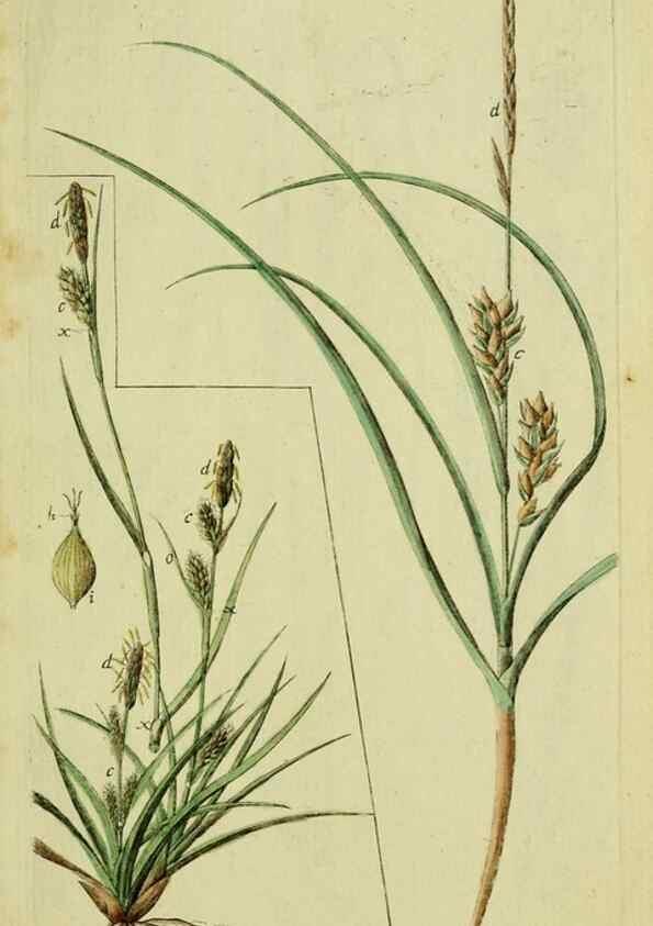 Reproducción/Reproduction 8288491740: Beschreibung und Abbildung der theils bekannten, theils noch nicht beschriebenen Arten von Riedgräsern,. Wittenberg,1801-1806.