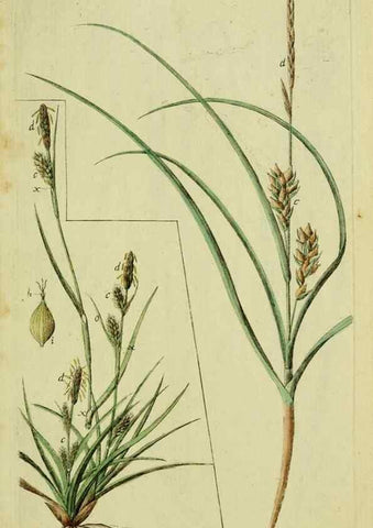 Reproducción/Reproduction 8288491740: Beschreibung und Abbildung der theils bekannten, theils noch nicht beschriebenen Arten von Riedgräsern,. Wittenberg,1801-1806.