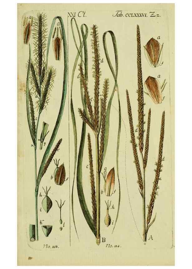 Reproducción/Reproduction 8288492380: Beschreibung und Abbildung der theils bekannten, theils noch nicht beschriebenen Arten von Riedgräsern,. Wittenberg,1801-1806.
