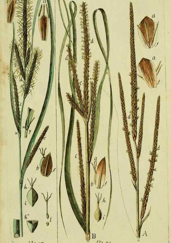 Reproducción/Reproduction 8288492380: Beschreibung und Abbildung der theils bekannten, theils noch nicht beschriebenen Arten von Riedgräsern,. Wittenberg,1801-1806.