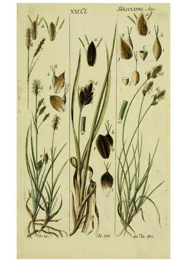 Reproducción/Reproduction 8287433929: Beschreibung und Abbildung der theils bekannten, theils noch nicht beschriebenen Arten von Riedgräsern,. Wittenberg,1801-1806.