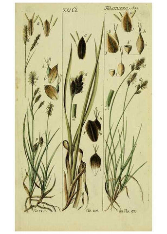 Reproducción/Reproduction 8287433929: Beschreibung und Abbildung der theils bekannten, theils noch nicht beschriebenen Arten von Riedgräsern,. Wittenberg,1801-1806.