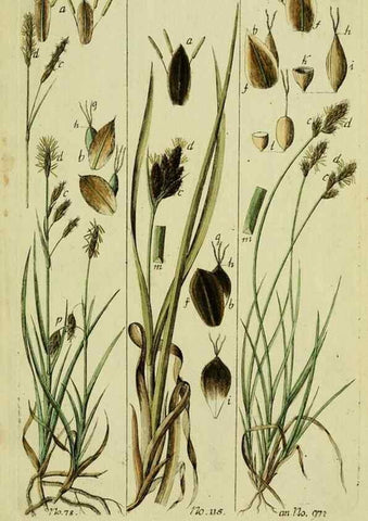 Reproducción/Reproduction 8287433929: Beschreibung und Abbildung der theils bekannten, theils noch nicht beschriebenen Arten von Riedgräsern,. Wittenberg,1801-1806.