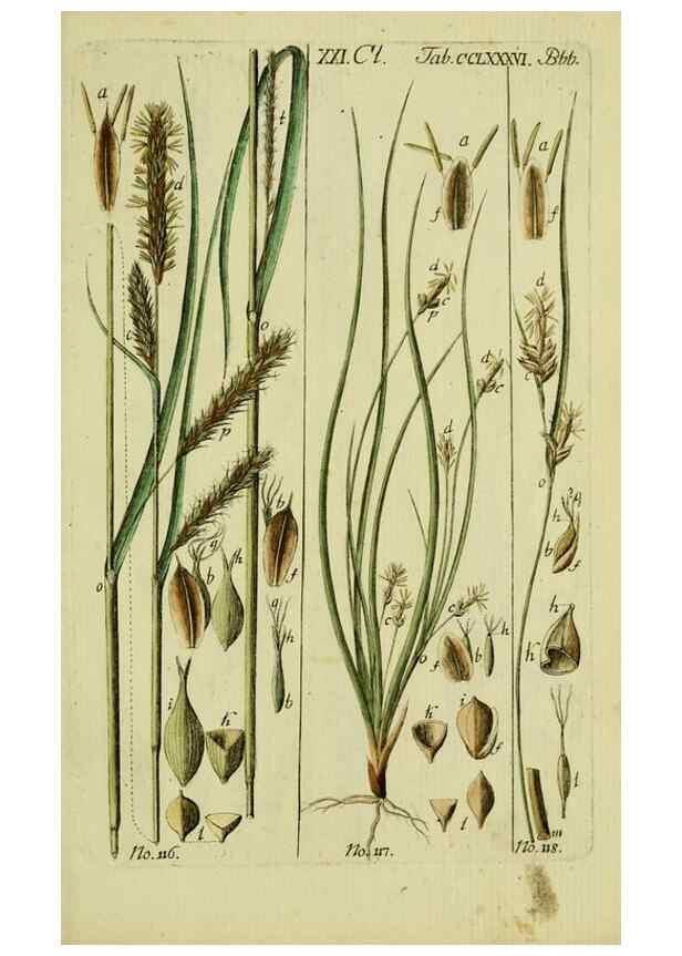 Reproducción/Reproduction 8288493874: Beschreibung und Abbildung der theils bekannten, theils noch nicht beschriebenen Arten von Riedgräsern,. Wittenberg,1801-1806.