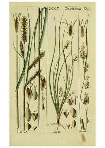 Reproducción/Reproduction 8288493874: Beschreibung und Abbildung der theils bekannten, theils noch nicht beschriebenen Arten von Riedgräsern,. Wittenberg,1801-1806.