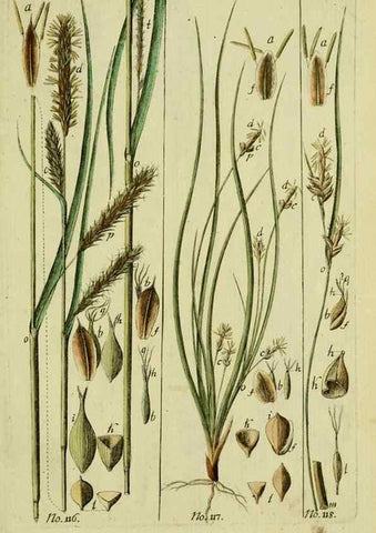 Reproducción/Reproduction 8288493874: Beschreibung und Abbildung der theils bekannten, theils noch nicht beschriebenen Arten von Riedgräsern,. Wittenberg,1801-1806.