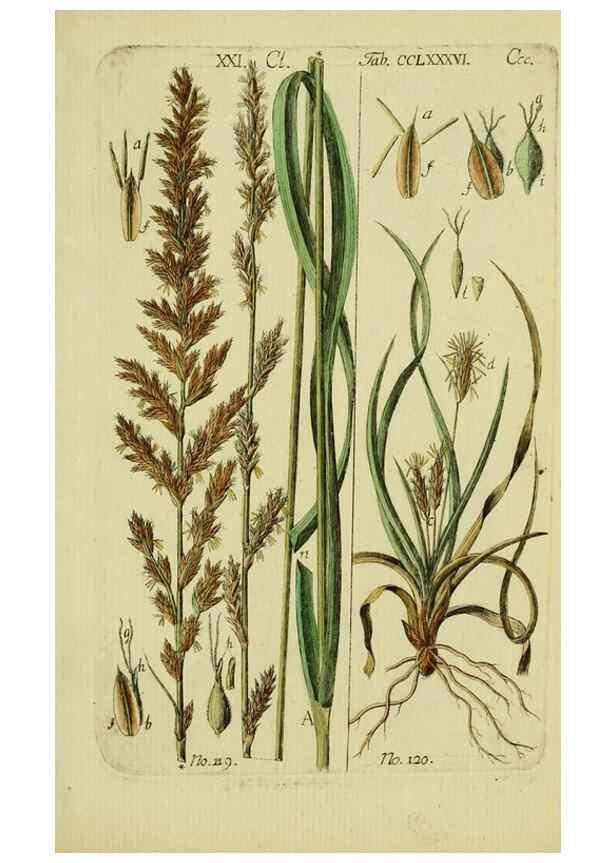 Reproducción/Reproduction 8287435247: Beschreibung und Abbildung der theils bekannten, theils noch nicht beschriebenen Arten von Riedgräsern,. Wittenberg,1801-1806.