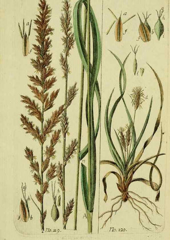 Reproducción/Reproduction 8287435247: Beschreibung und Abbildung der theils bekannten, theils noch nicht beschriebenen Arten von Riedgräsern,. Wittenberg,1801-1806.