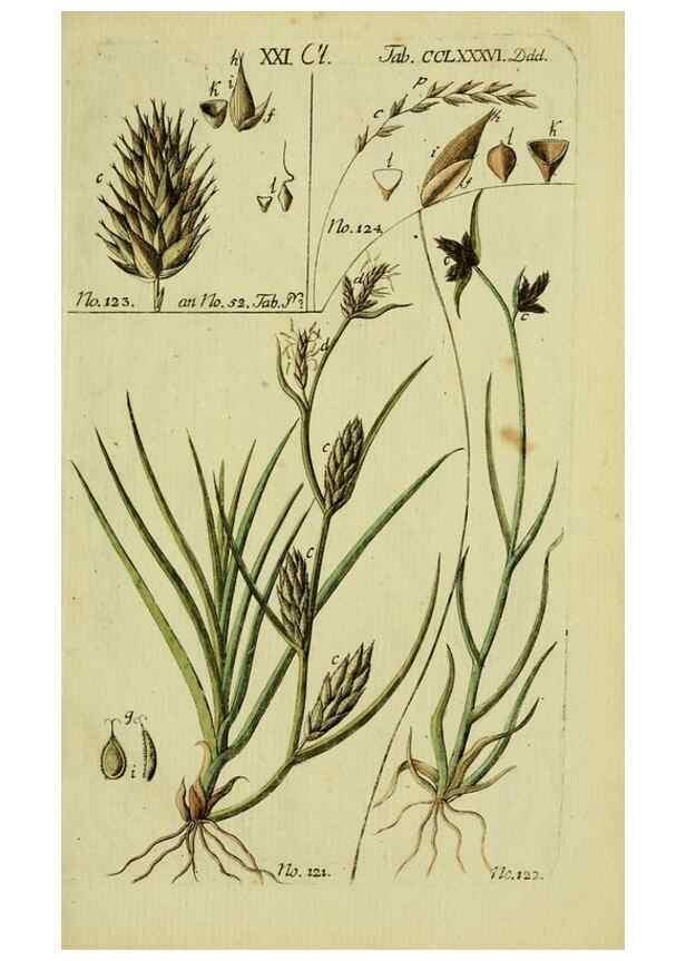 Reproducción/Reproduction 8288495282: Beschreibung und Abbildung der theils bekannten, theils noch nicht beschriebenen Arten von Riedgräsern,. Wittenberg,1801-1806.