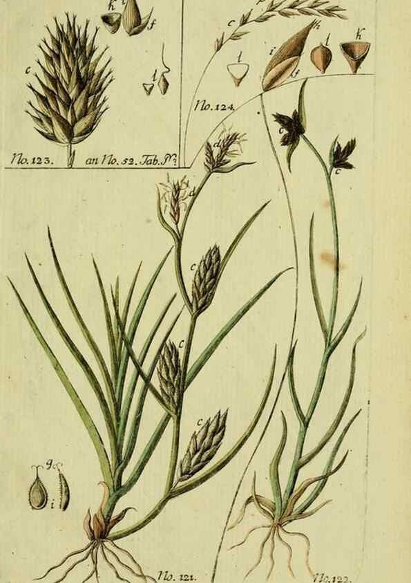 Reproducción/Reproduction 8288495282: Beschreibung und Abbildung der theils bekannten, theils noch nicht beschriebenen Arten von Riedgräsern,. Wittenberg,1801-1806.