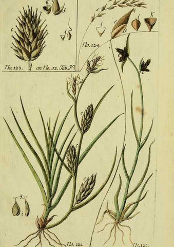 Reproducción/Reproduction 8288495282: Beschreibung und Abbildung der theils bekannten, theils noch nicht beschriebenen Arten von Riedgräsern,. Wittenberg,1801-1806.