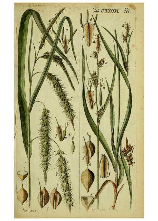 Reproducción/Reproduction 8288495904: Beschreibung und Abbildung der theils bekannten, theils noch nicht beschriebenen Arten von Riedgräsern,. Wittenberg,1801-1806.