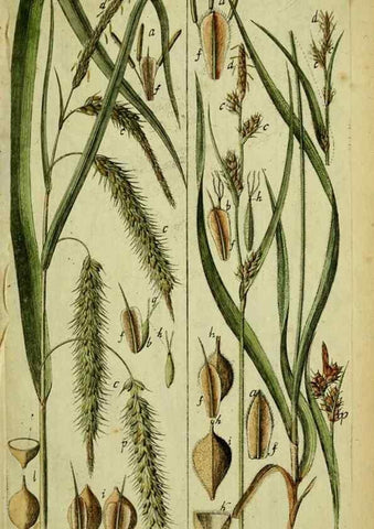 Reproducción/Reproduction 8288495904: Beschreibung und Abbildung der theils bekannten, theils noch nicht beschriebenen Arten von Riedgräsern,. Wittenberg,1801-1806.
