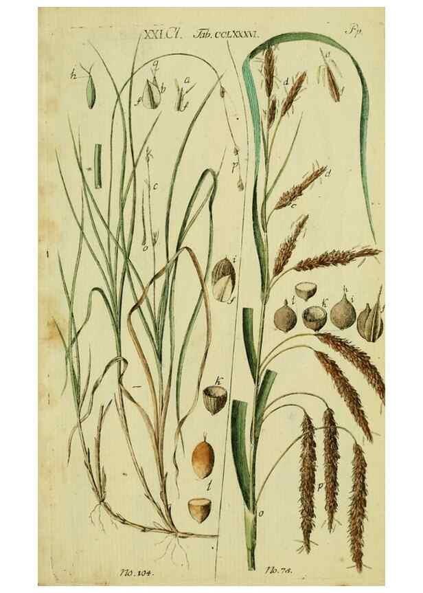 Reproducción/Reproduction 8287424725: Beschreibung und Abbildung der theils bekannten, theils noch nicht beschriebenen Arten von Riedgräsern,. Wittenberg,1801-1806.