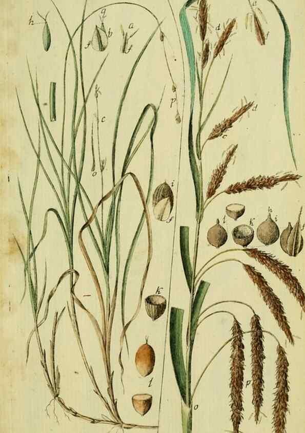Reproducción/Reproduction 8287424725: Beschreibung und Abbildung der theils bekannten, theils noch nicht beschriebenen Arten von Riedgräsern,. Wittenberg,1801-1806.