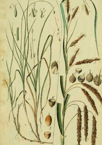 Reproducción/Reproduction 8287424725: Beschreibung und Abbildung der theils bekannten, theils noch nicht beschriebenen Arten von Riedgräsern,. Wittenberg,1801-1806.