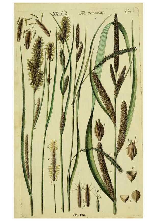 Reproducción/Reproduction 8288483232: Beschreibung und Abbildung der theils bekannten, theils noch nicht beschriebenen Arten von Riedgräsern,. Wittenberg,1801-1806.