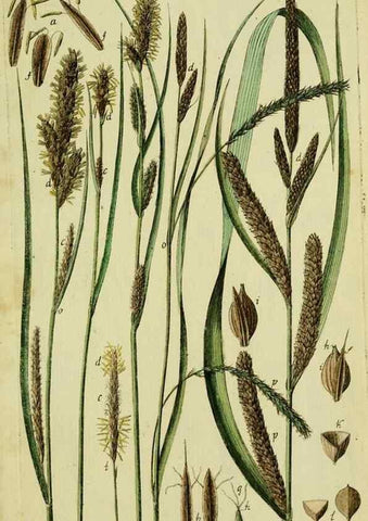 Reproducción/Reproduction 8288483232: Beschreibung und Abbildung der theils bekannten, theils noch nicht beschriebenen Arten von Riedgräsern,. Wittenberg,1801-1806.