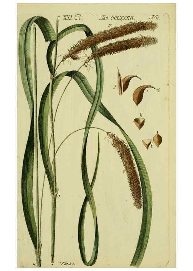 Reproducción/Reproduction 8287423117: Beschreibung und Abbildung der theils bekannten, theils noch nicht beschriebenen Arten von Riedgräsern,. Wittenberg,1801-1806.