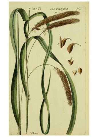 Reproducción/Reproduction 8287423117: Beschreibung und Abbildung der theils bekannten, theils noch nicht beschriebenen Arten von Riedgräsern,. Wittenberg,1801-1806.