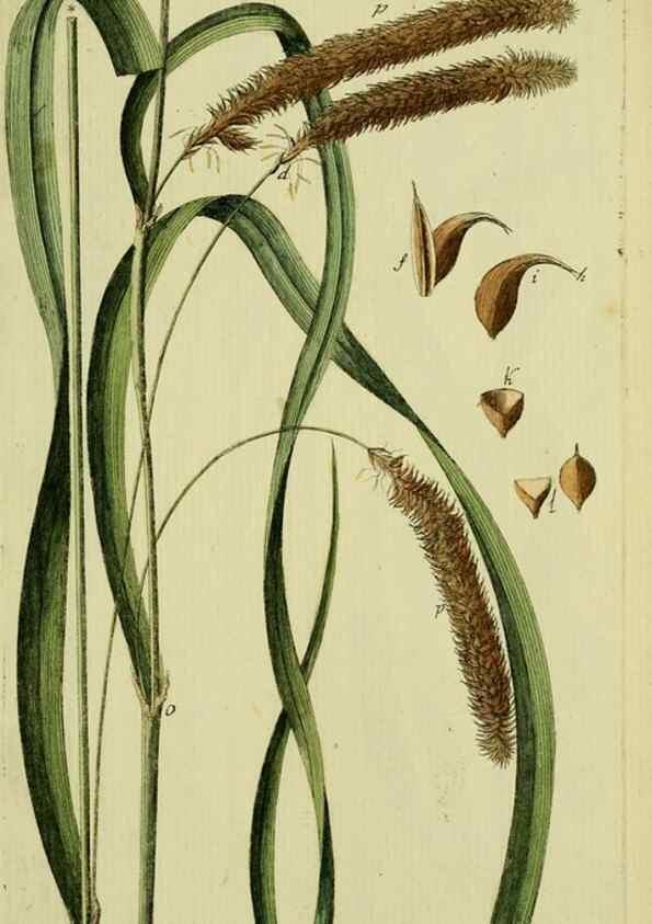 Reproducción/Reproduction 8287423117: Beschreibung und Abbildung der theils bekannten, theils noch nicht beschriebenen Arten von Riedgräsern,. Wittenberg,1801-1806.