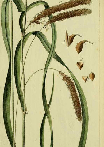 Reproducción/Reproduction 8287423117: Beschreibung und Abbildung der theils bekannten, theils noch nicht beschriebenen Arten von Riedgräsern,. Wittenberg,1801-1806.