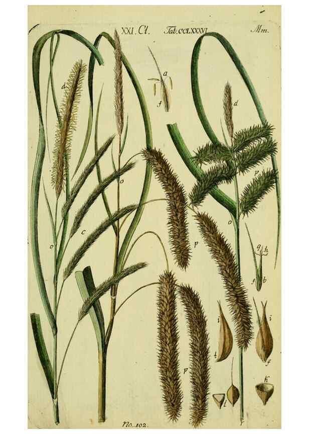 Reproducción/Reproduction 8287422349: Beschreibung und Abbildung der theils bekannten, theils noch nicht beschriebenen Arten von Riedgräsern,. Wittenberg,1801-1806.