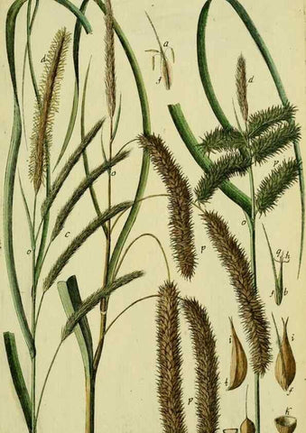 Reproducción/Reproduction 8287422349: Beschreibung und Abbildung der theils bekannten, theils noch nicht beschriebenen Arten von Riedgräsern,. Wittenberg,1801-1806.