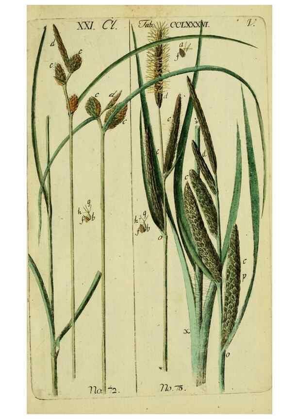 Reproducción/Reproduction 8287407155: Beschreibung und Abbildung der theils bekannten, theils noch nicht beschriebenen Arten von Riedgräsern,. Wittenberg,1801-1806.