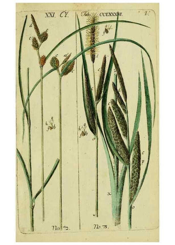 Reproducción/Reproduction 8287407155: Beschreibung und Abbildung der theils bekannten, theils noch nicht beschriebenen Arten von Riedgräsern,. Wittenberg,1801-1806.