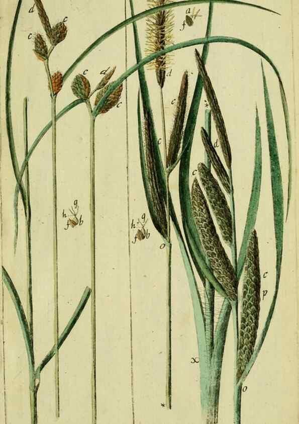 Reproducción/Reproduction 8287407155: Beschreibung und Abbildung der theils bekannten, theils noch nicht beschriebenen Arten von Riedgräsern,. Wittenberg,1801-1806.
