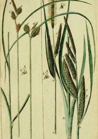Reproducción/Reproduction 8287407155: Beschreibung und Abbildung der theils bekannten, theils noch nicht beschriebenen Arten von Riedgräsern,. Wittenberg,1801-1806.
