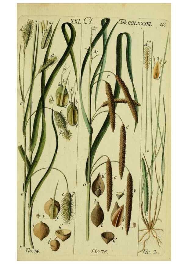 Reproducción/Reproduction 8287408009: Beschreibung und Abbildung der theils bekannten, theils noch nicht beschriebenen Arten von Riedgräsern,. Wittenberg,1801-1806.