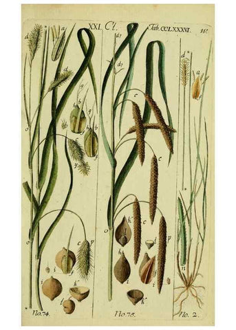 Reproducción/Reproduction 8287408009: Beschreibung und Abbildung der theils bekannten, theils noch nicht beschriebenen Arten von Riedgräsern,. Wittenberg,1801-1806.