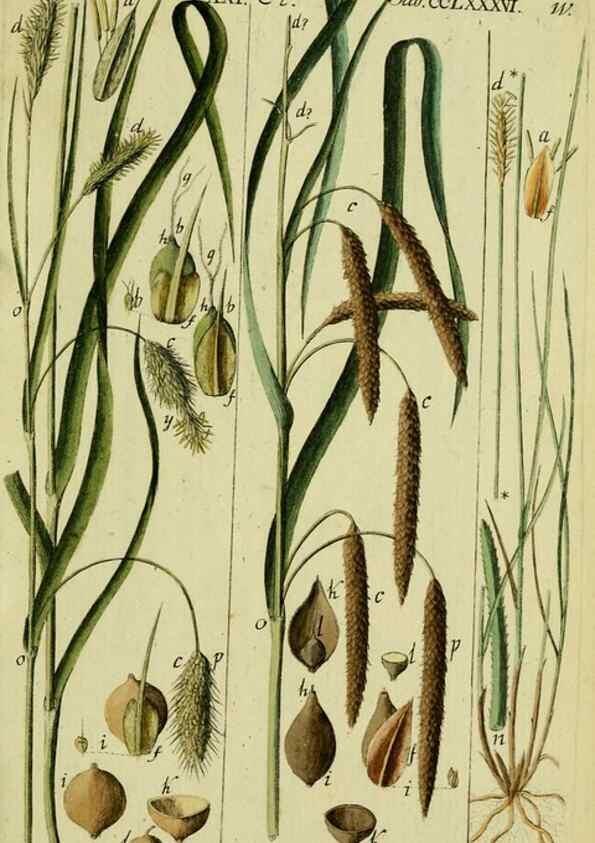 Reproducción/Reproduction 8287408009: Beschreibung und Abbildung der theils bekannten, theils noch nicht beschriebenen Arten von Riedgräsern,. Wittenberg,1801-1806.