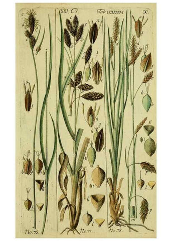Reproducción/Reproduction 8288468498: Beschreibung und Abbildung der theils bekannten, theils noch nicht beschriebenen Arten von Riedgräsern,. Wittenberg,1801-1806.